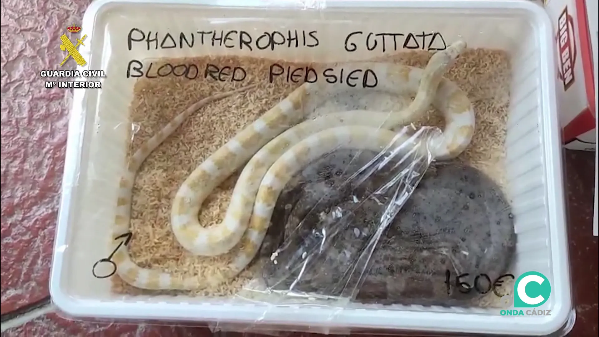 Algunos de los especímenes incautados durante el operativo