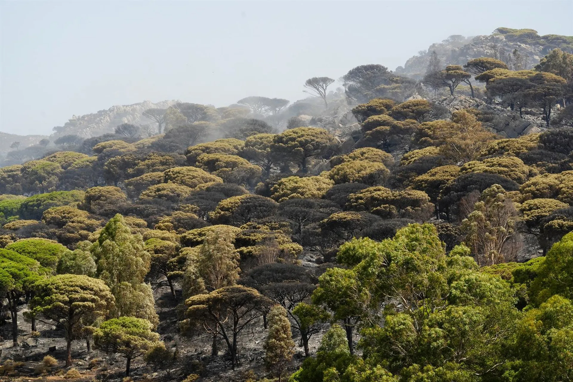 Vegetación quemada en el incendio en Tarifa.