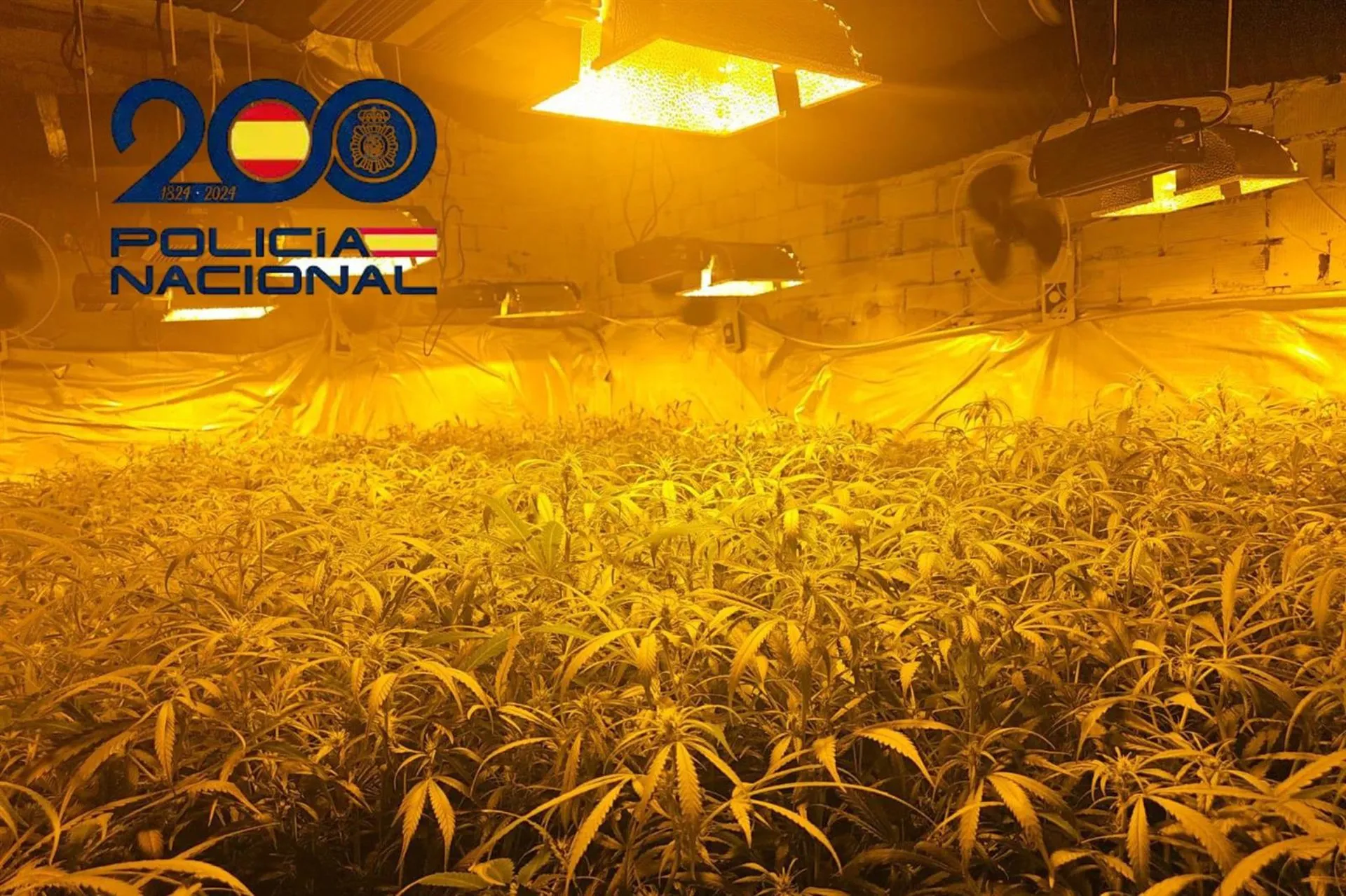 Imagen del género incautado por las fuerzas de orden