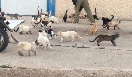 Actualmente existen 19 colonias felinas y 257 gatos censados en la ciudad