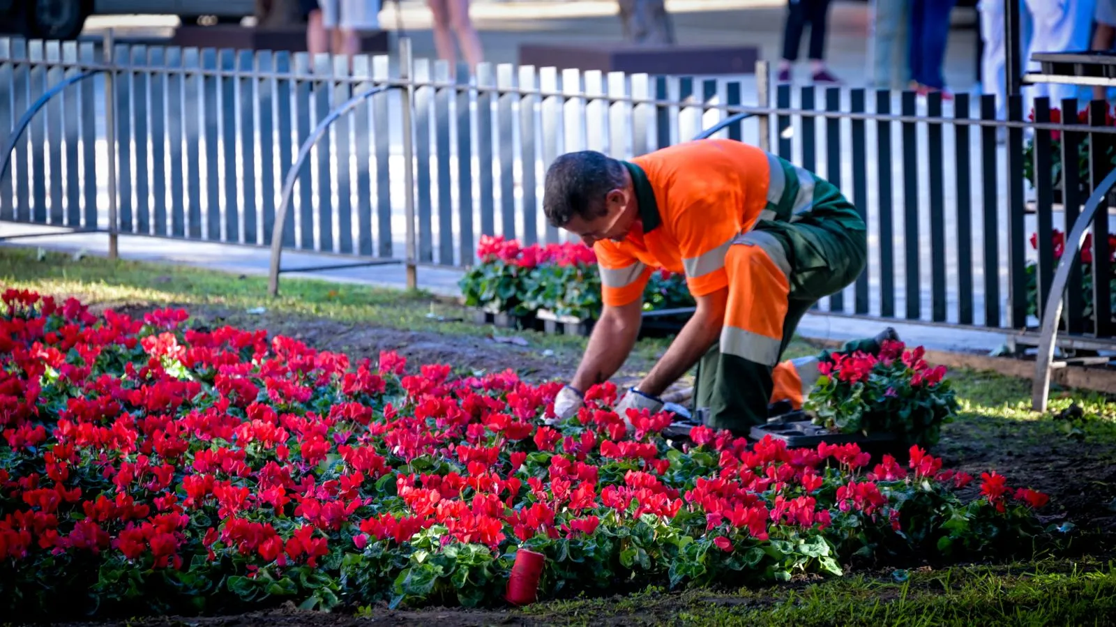 Un técnico municipal plantando las flores de la especie ciclamen.