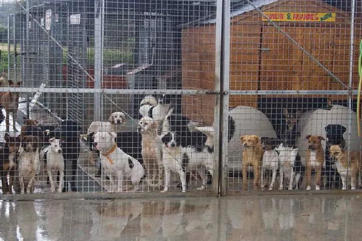 El nuevo espacio estará ubicado junto a la depuradora, en la carretera que une Cádiz con San Fernando