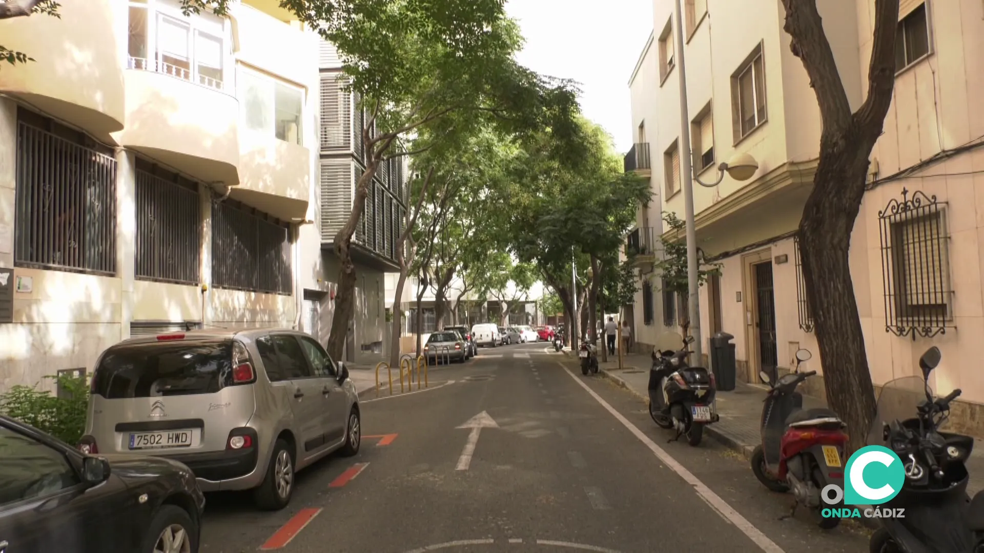 Árboles en una calle de la capital gaditana