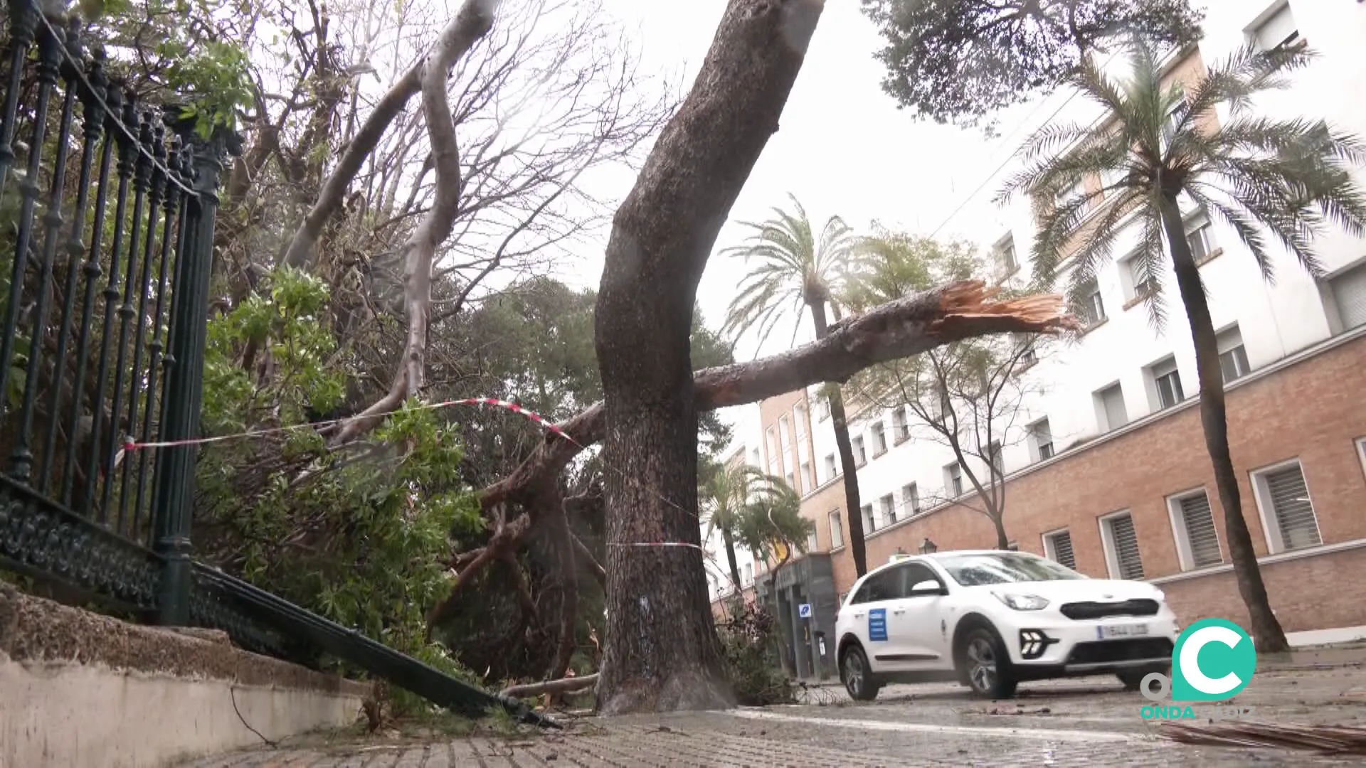 Un automóvil pasa junto a un árbol caído junto al parque Genovés.