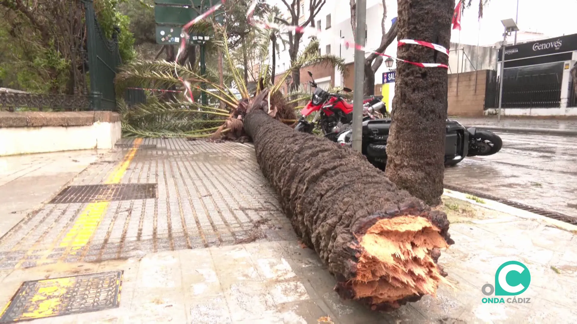 Una palmera caida por la fuerza de las últimas borrascas