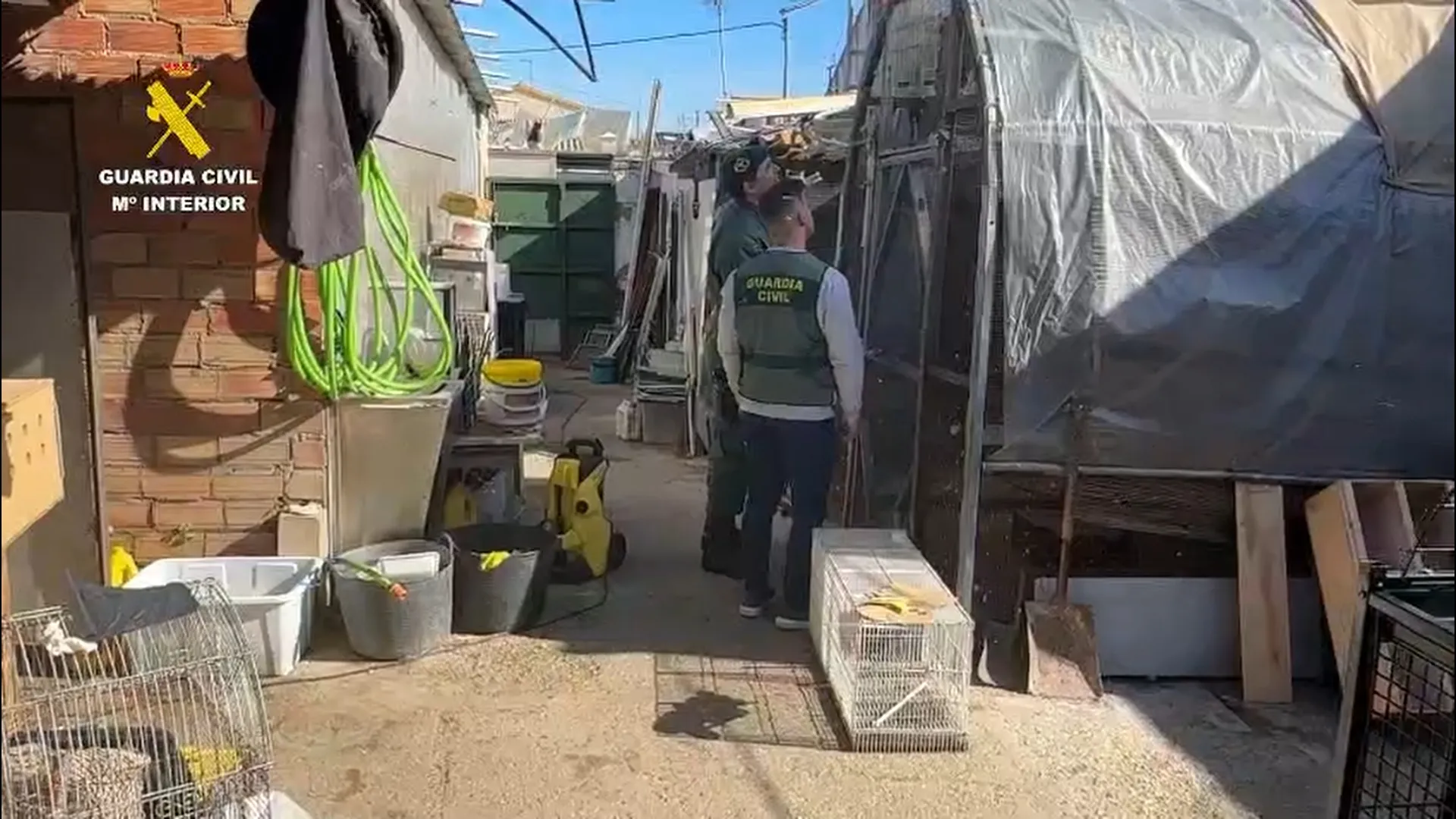 Operación de la Guardia Civil en la que han intervenido más de 500 ejemplares de aves exóticas en una vivienda.