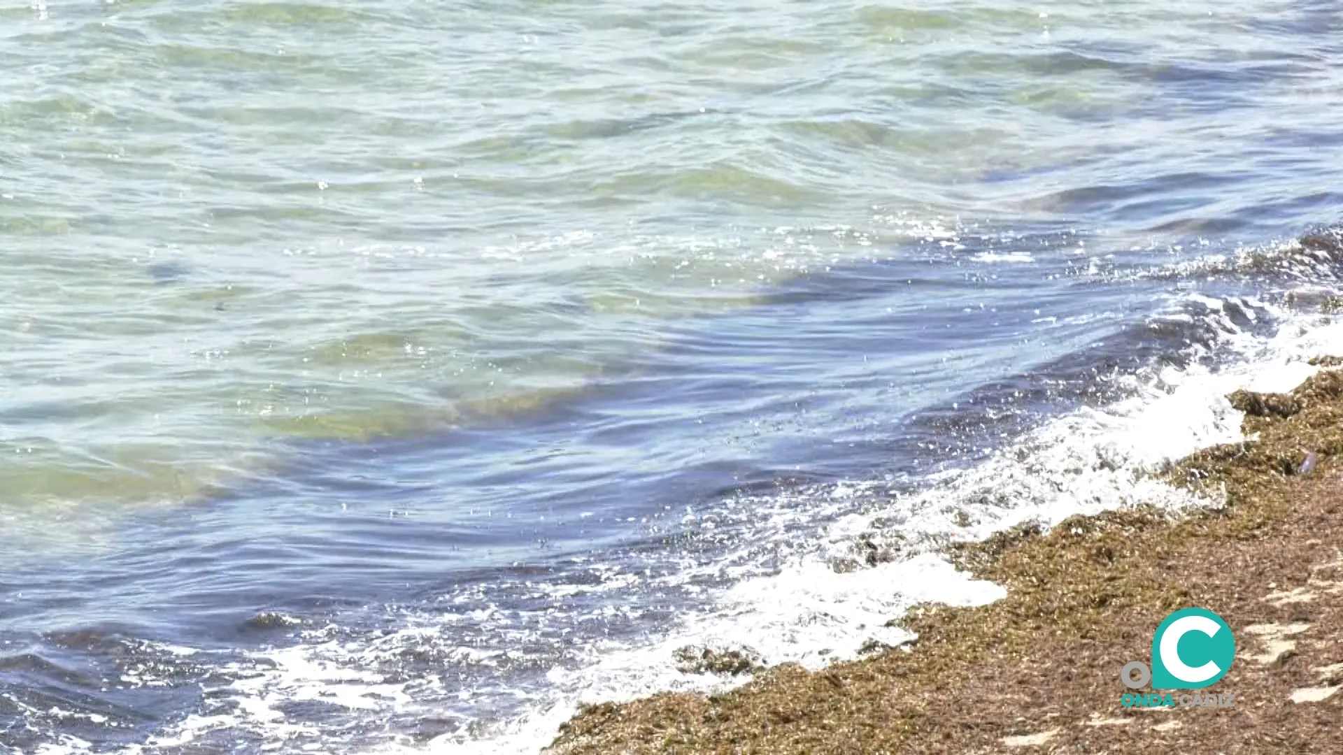 Imagen del alga asiática en la costa gaditana 