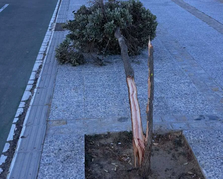 Uno de los cinco árboles destrozados en el Paseo Marítimo de Cádiz.