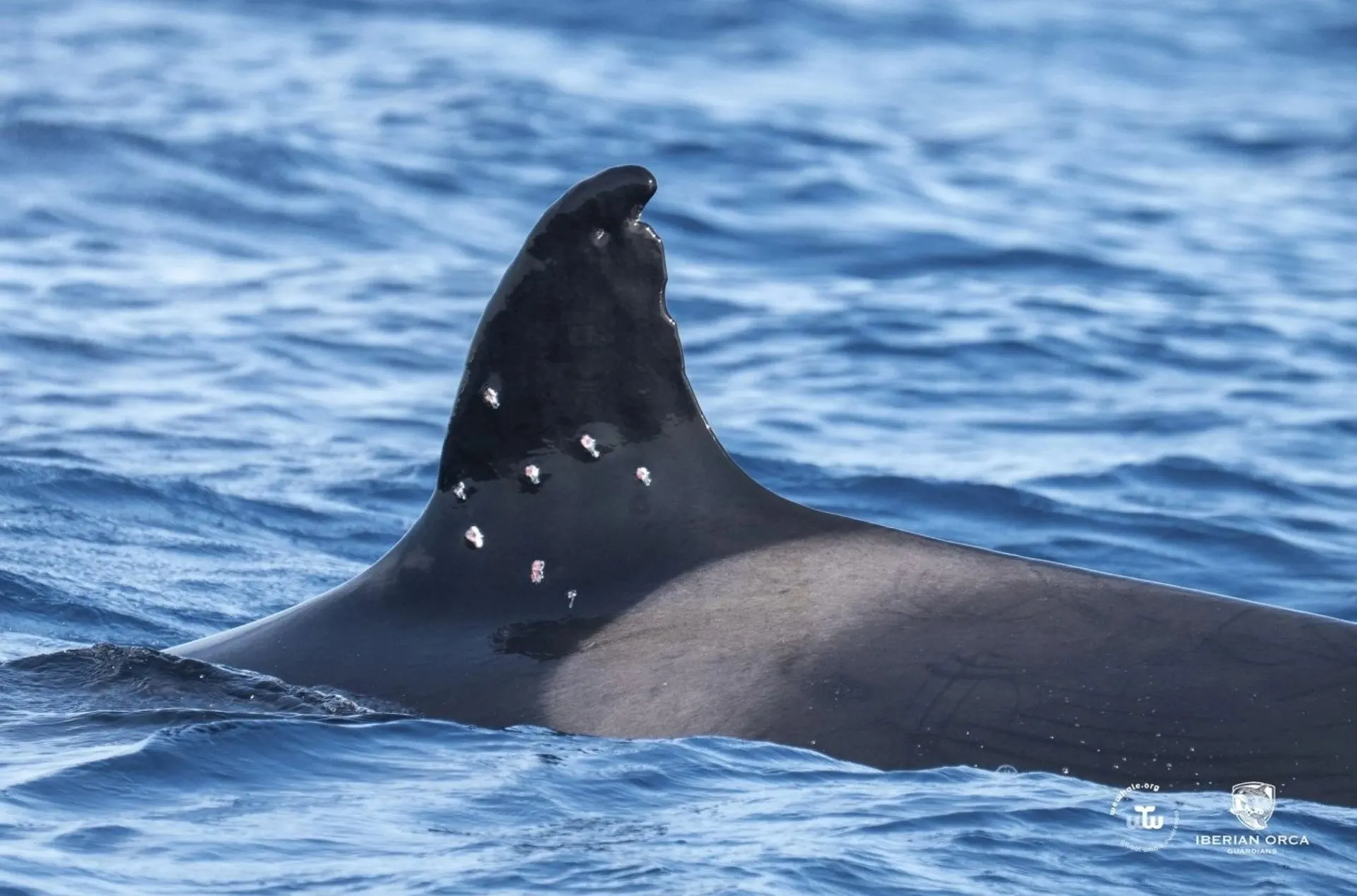 Imagen de archivo de una de las orcas con posibles marcas de perdigones en su aleta dorsal